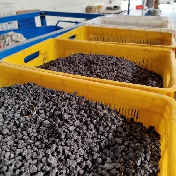 بارگیری کشمش برای فروش عمده و صادرات ، زمرد خشکبار