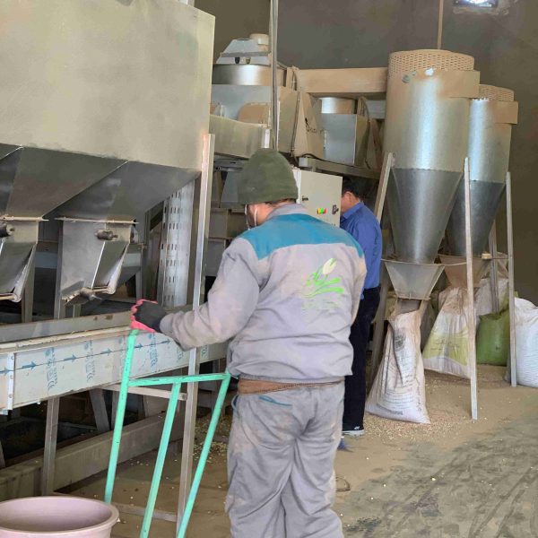 بارگیری تناژ پسته برای صادرات